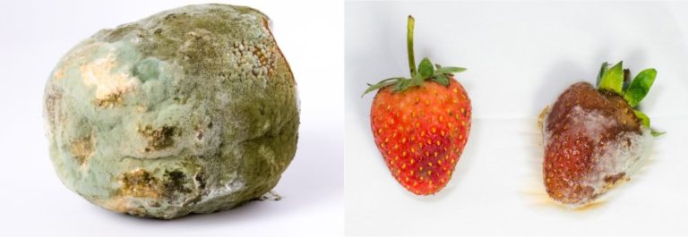 Bolores em alimentos: o que são, tipos e como evitar - GEPEA