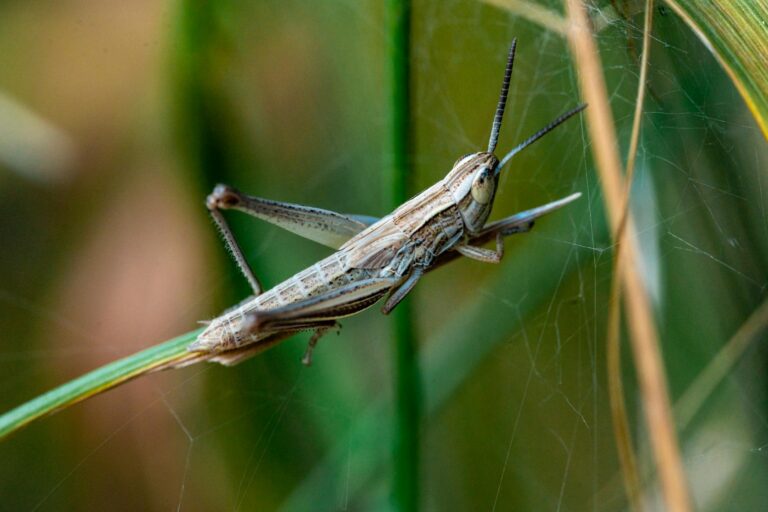 close up of a grasshopper in a field slovakia