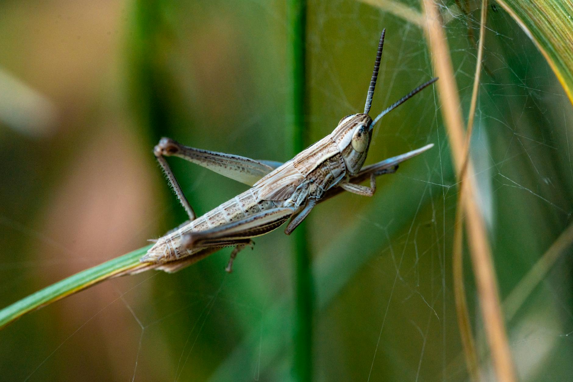 close up of a grasshopper in a field slovakia