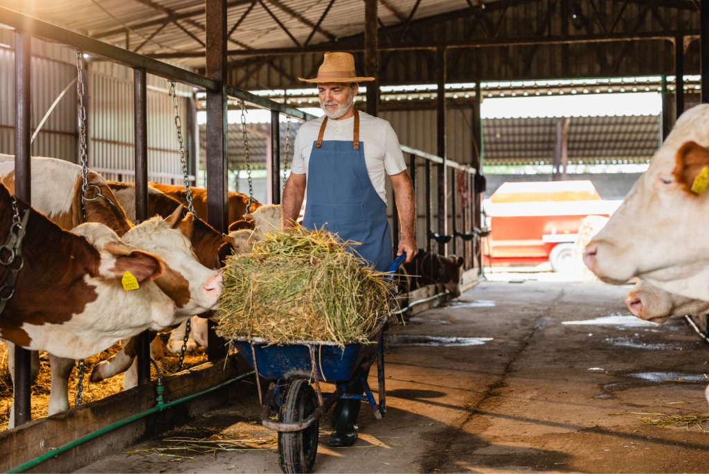 Fazendeiro alimentando o gado em um modo de produção de carne de origem animal.